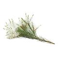 کاجی بوت / درخت چای